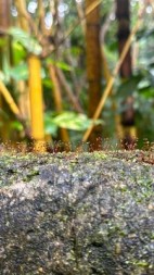 九重试炼(天衣无缝的白金堂)阅读